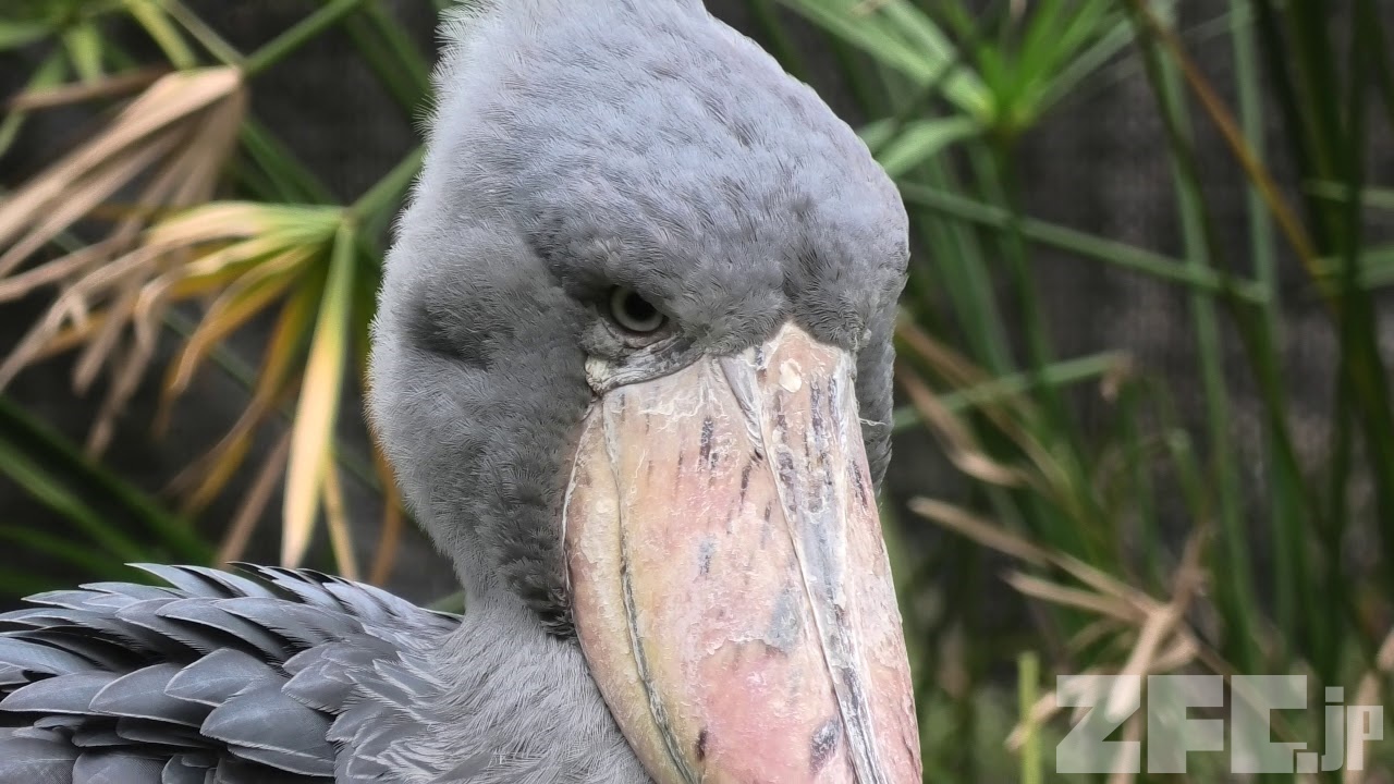 ハシビロコウ Amazon.co.jp: ハシビロコウ : 千葉市動物公園: 本