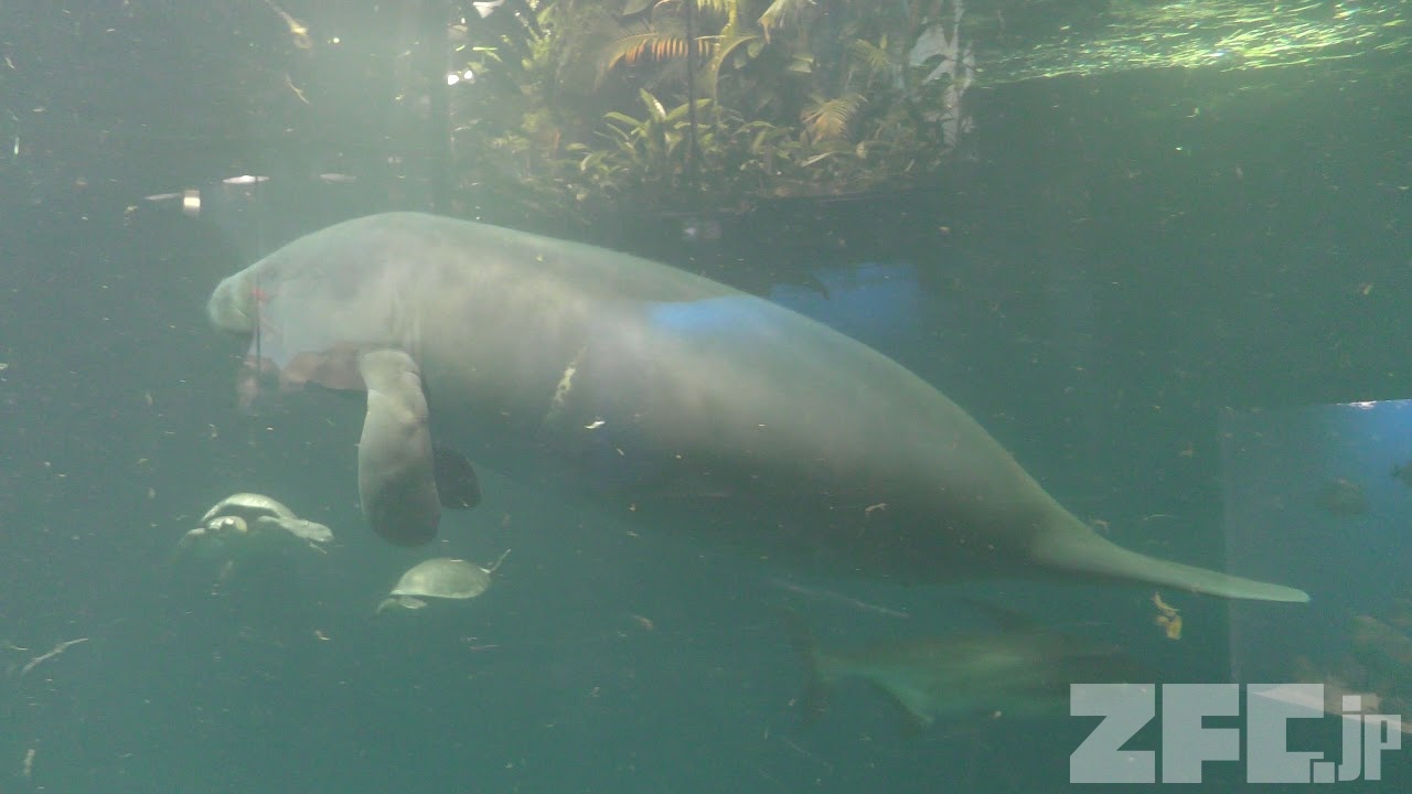 Animal encyclopedia | African manatee | ZFC.jp