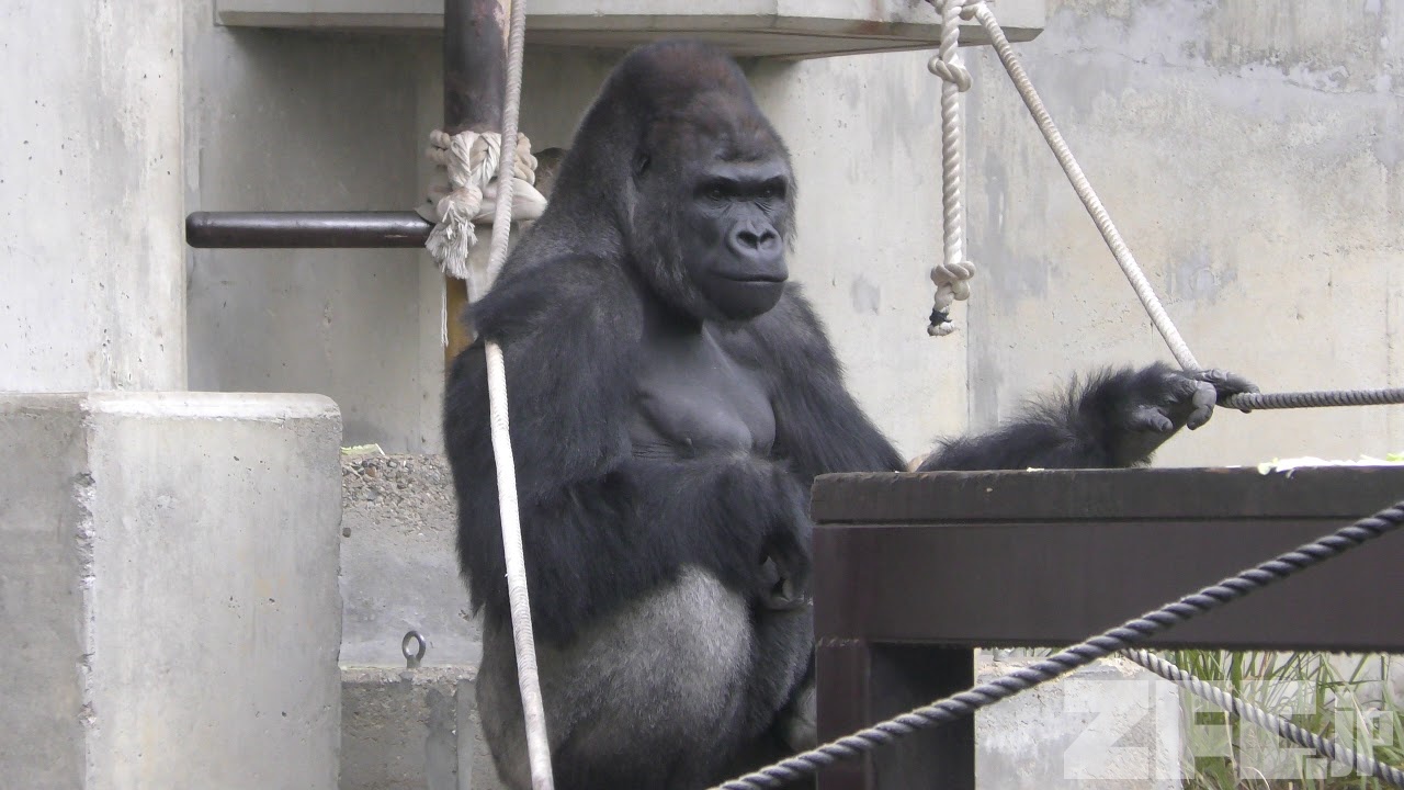 雨の日のニシローランドゴリラ (東山動植物園) 2017年11月18日 | ZFC.jp