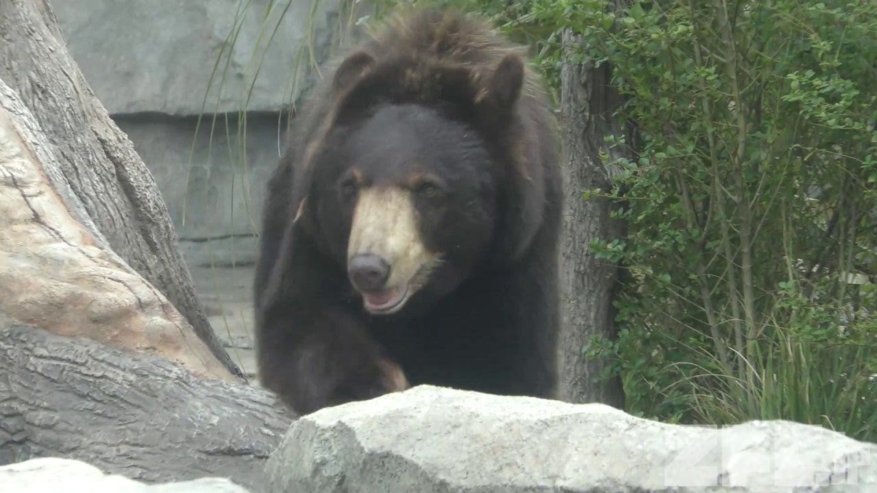 アメリカクロクマ 神戸どうぶつ王国 18年9月15日 Zfc Jp アメリカクロクマ 神戸どうぶつ王国 18年9月15日 Zfc Jp