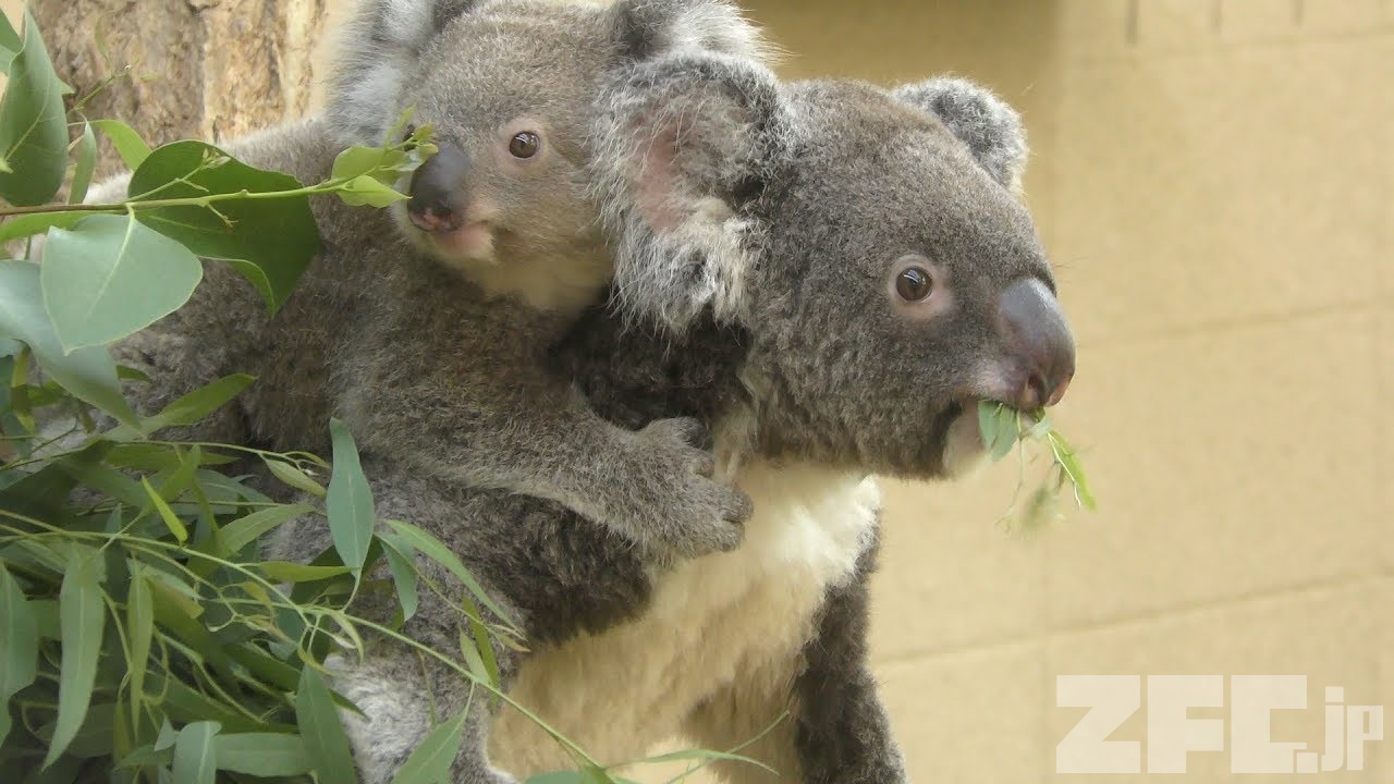 コアラ | 動物図鑑 | ZFC.jp