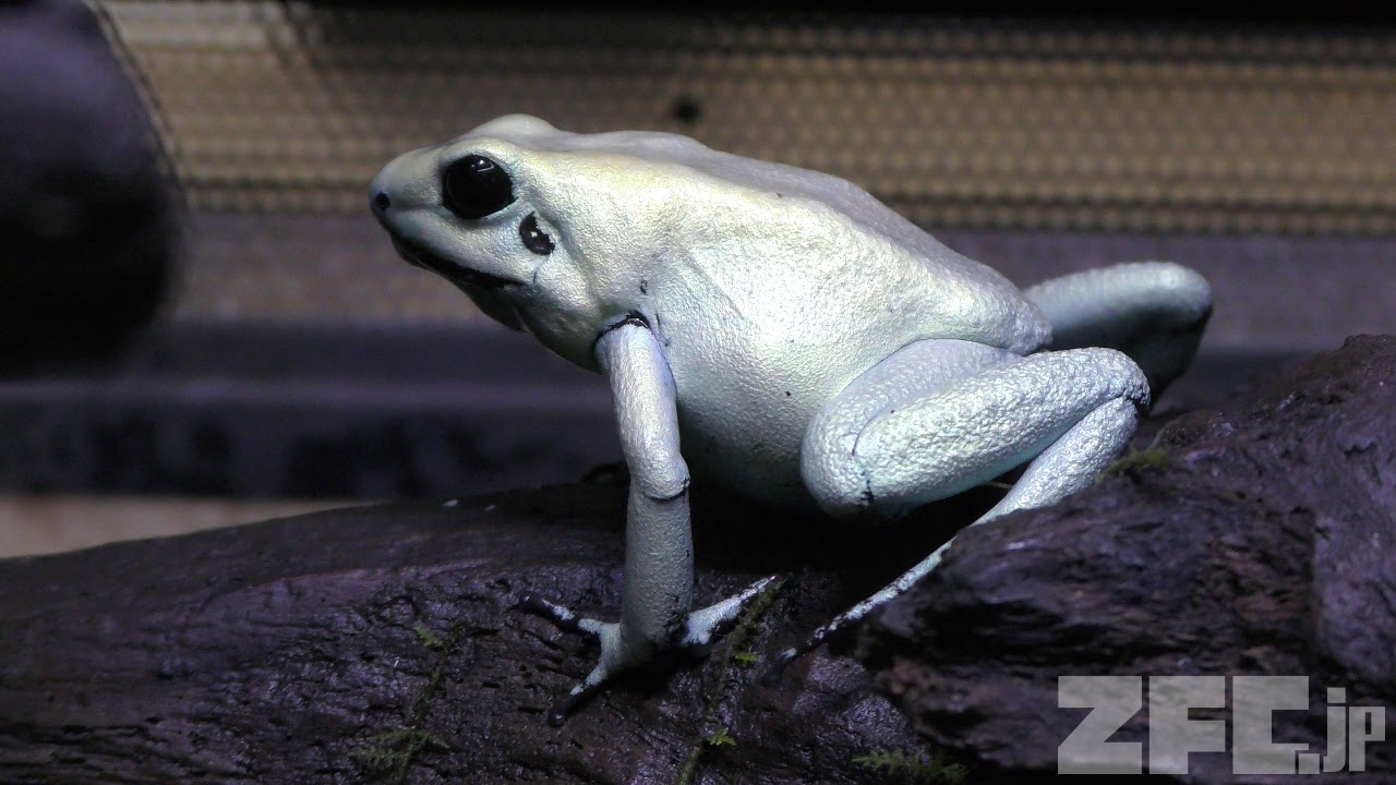 モウドクフキヤガエル（ミント） (体感型カエル館 kawazoo【カワズー