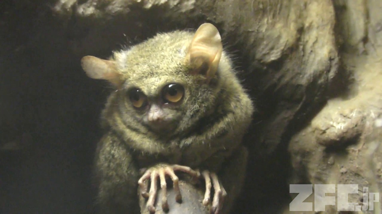 スラウェシメガネザル 動物図鑑 Zfc Jp
