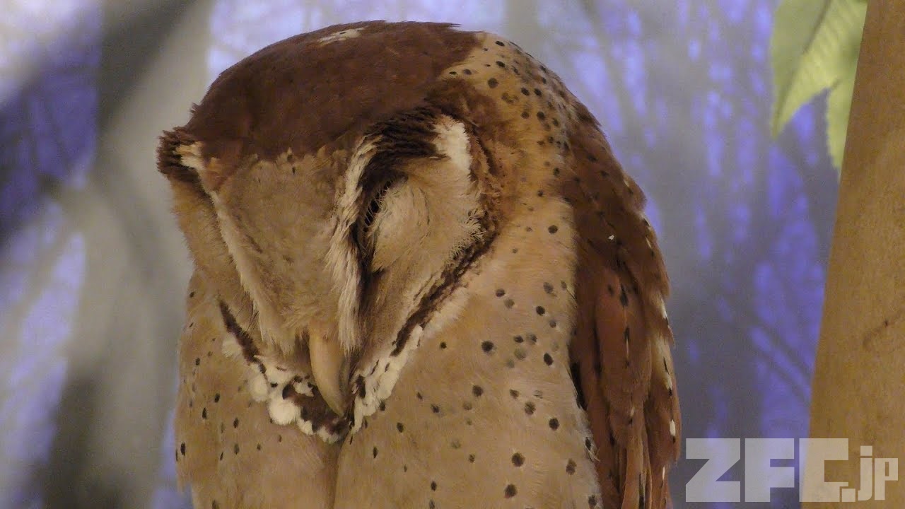 ニセメンフクロウ と メンフクロウ (マルミエプラザ アニマルワールド
