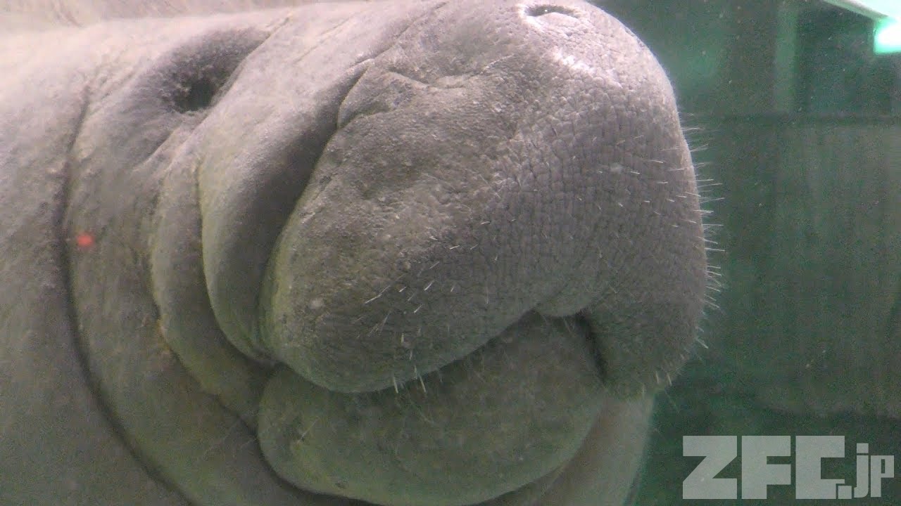 マナティページ アメリカマナティー | 動物図鑑 | ZFC.jp