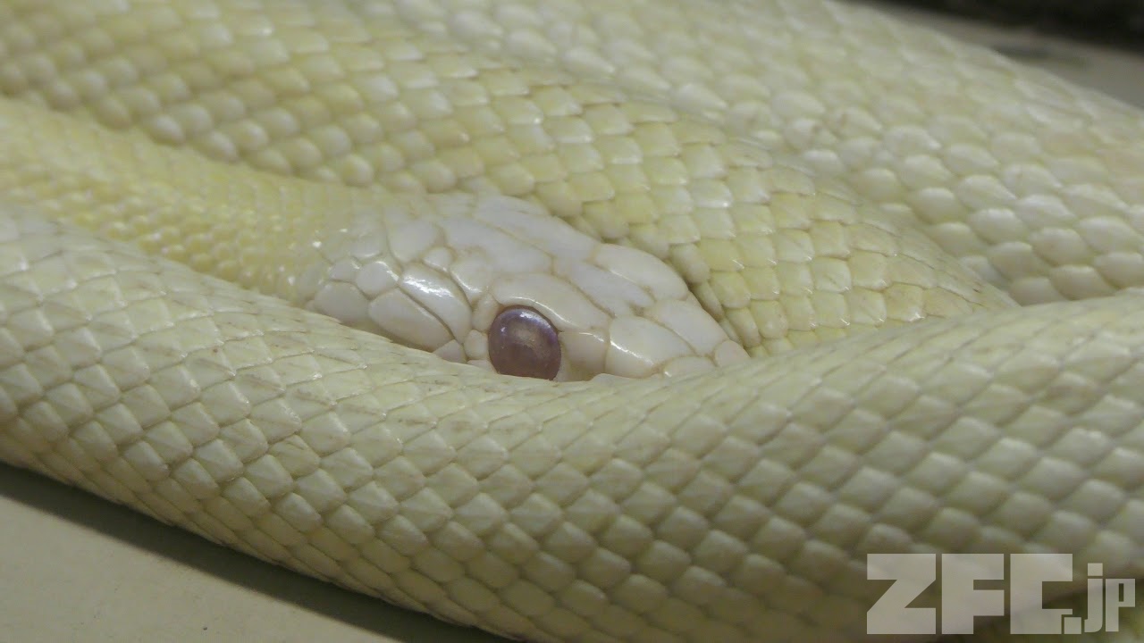 シロヘビ (市川市動植物園) 2018年3月4日 | ZFC.jp