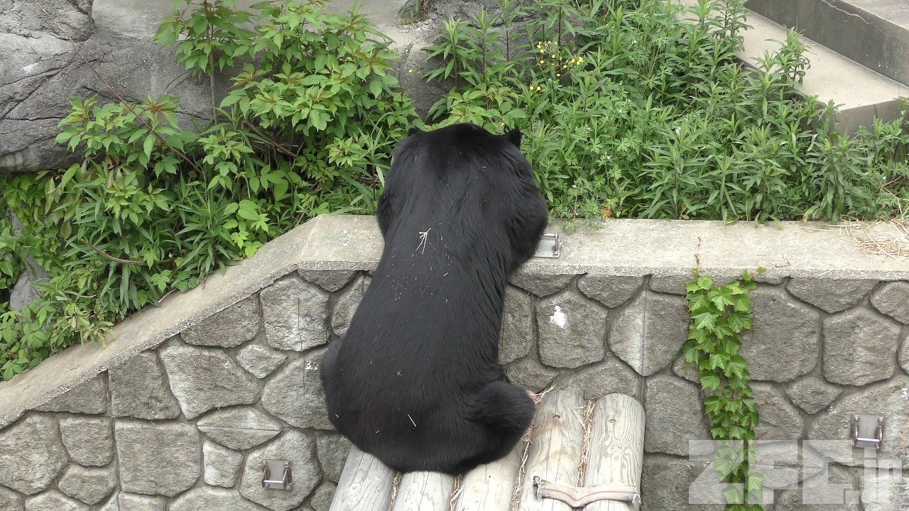 コストコのツキノワグマ ニホンツキノワグマ の『ゲンキ』と『ハナコ』 (福岡市動物園