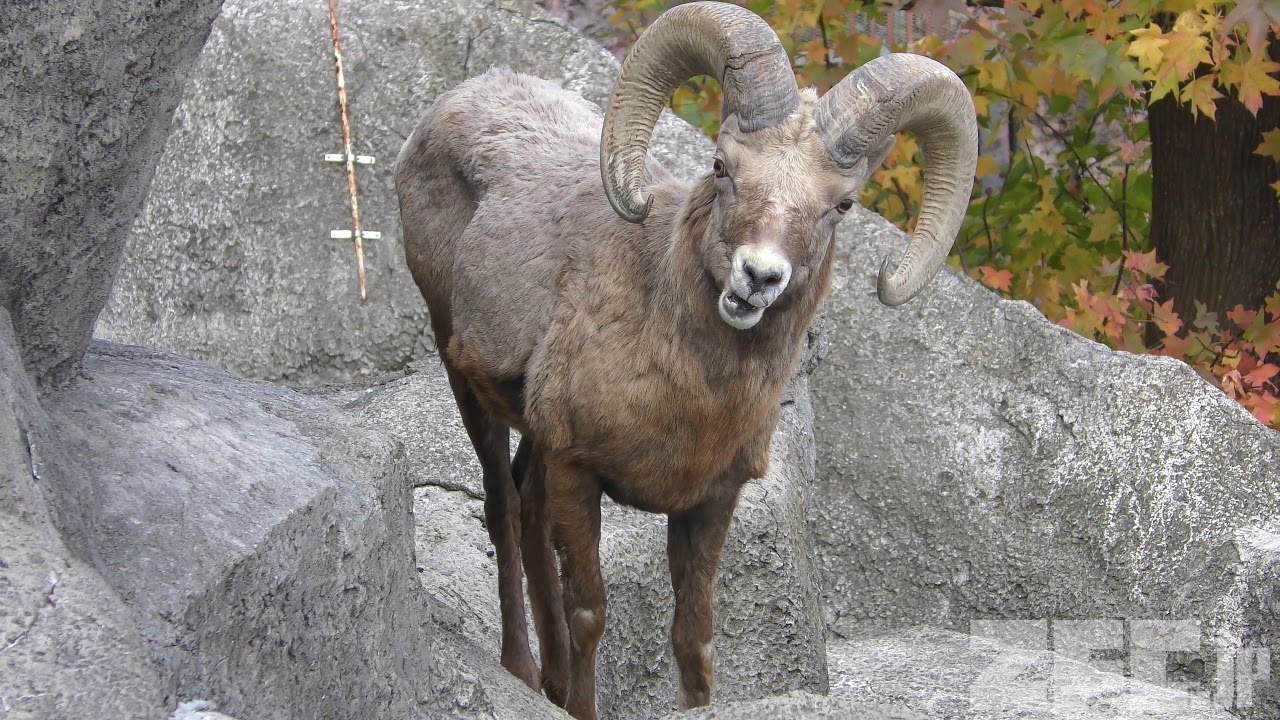 オオツノヒツジ | 動物図鑑 | ZFC.jp