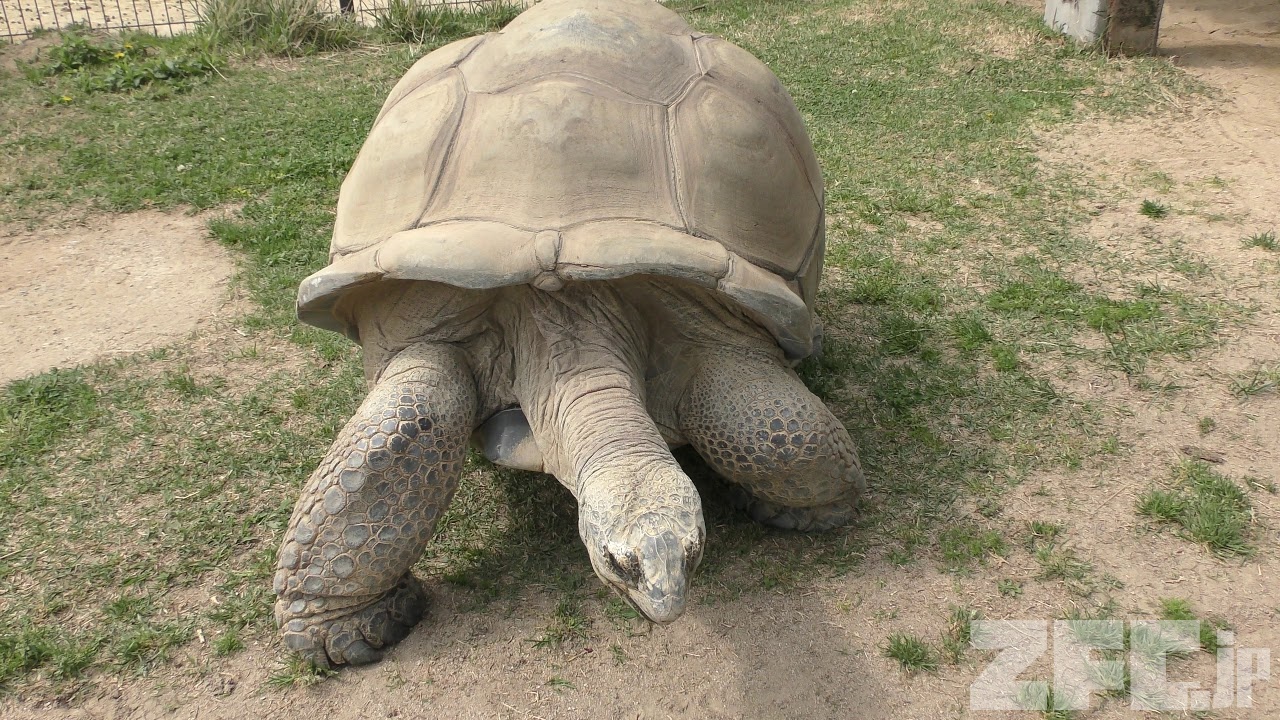 アルダブラゾウガメ の『まん君』 (九十九島動植物園 森きらら) 2019年