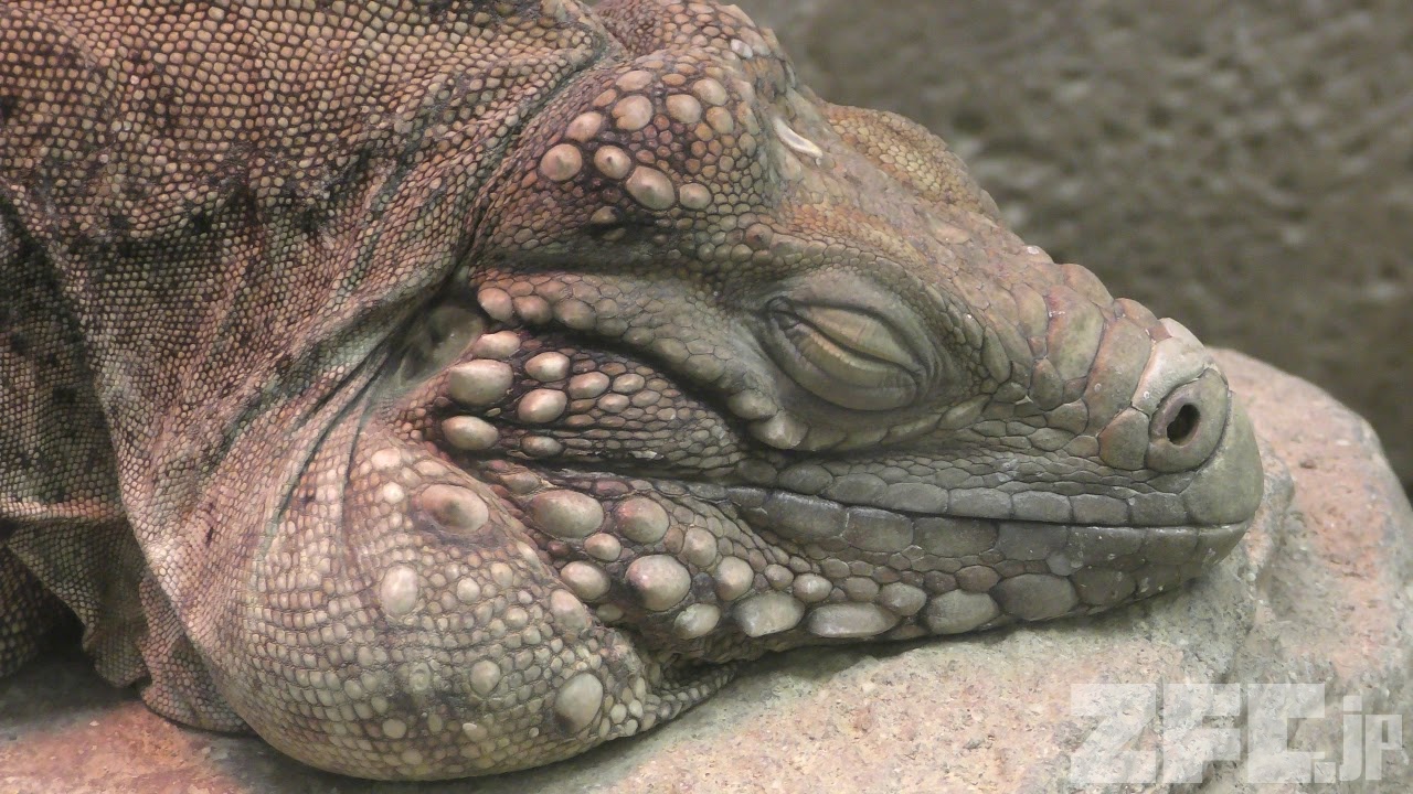 ケイマンイワイグアナ (東山動植物園) 2017年11月18日 | ZFC.jp