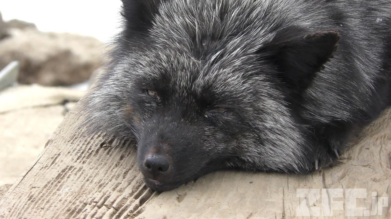 ギンギツネ | 動物図鑑 | ZFC.jp