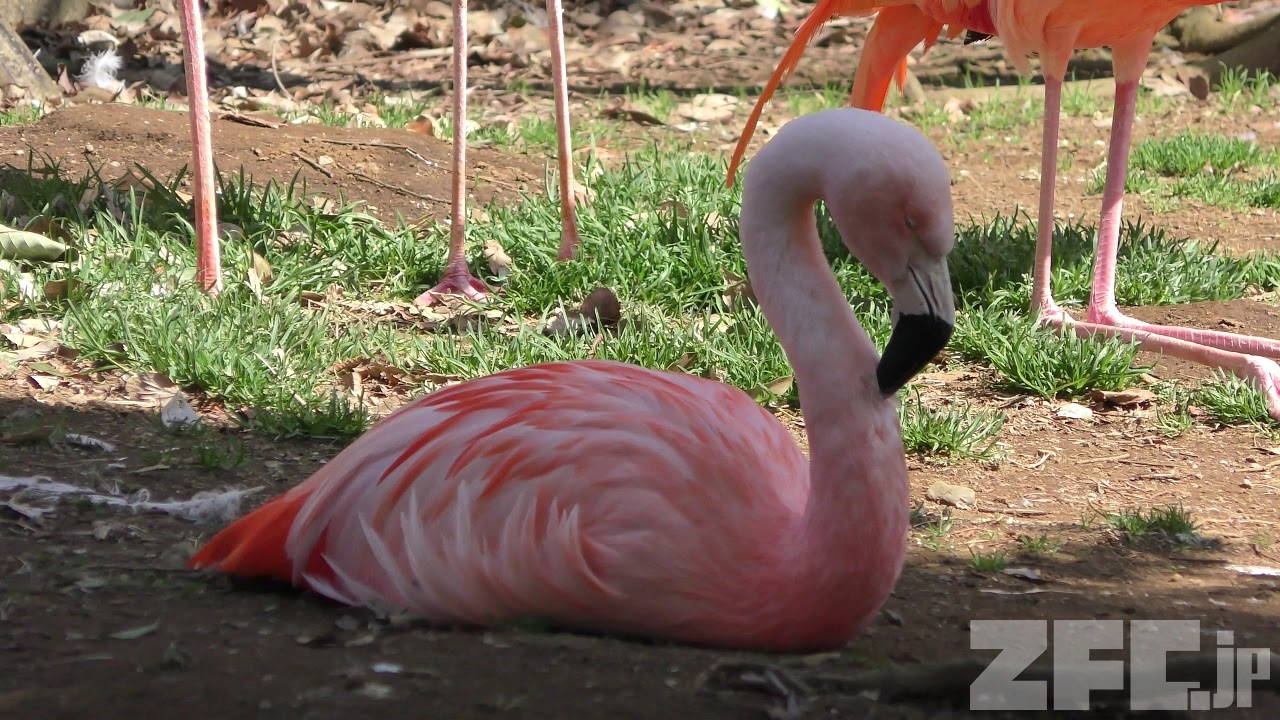 ベニイロフラミンゴとチリーフラミンゴ (市川市動植物園) 2018年 ベニイロフラミンゴとチリーフラミンゴ (市川市動植物園) 2018年