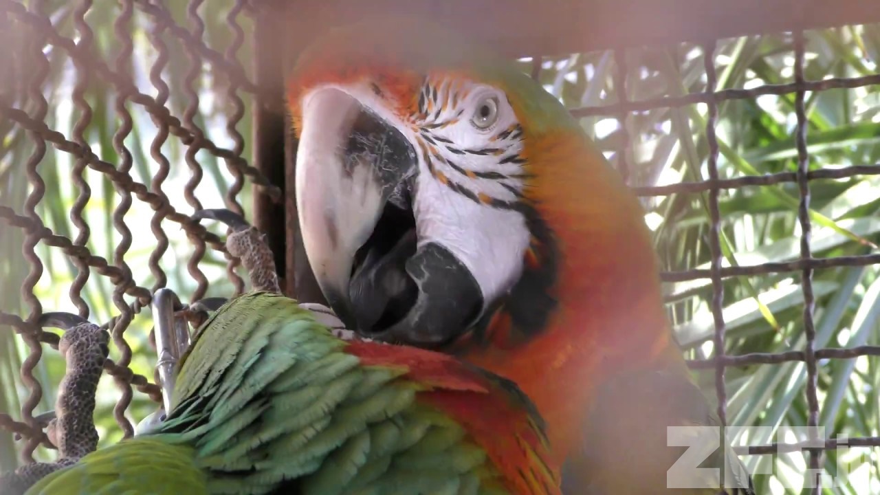 ハルクインコンゴウインコとカタリーナコンゴウインコ 熱川バナナワニ園 18年3月18日 Zfc Jp