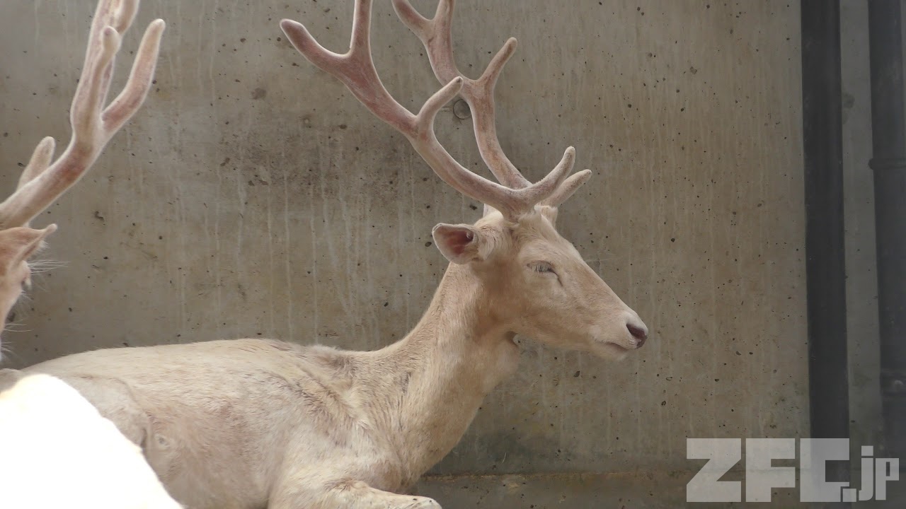 ダマジカ　他は確認用です ダマジカ | 動物図鑑 | ZFC.jp