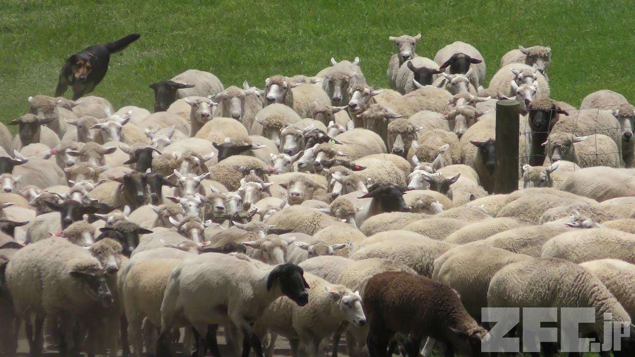 ヒツジの大行進 (マザー牧場) 2018年6月30日 | ZFC.jp