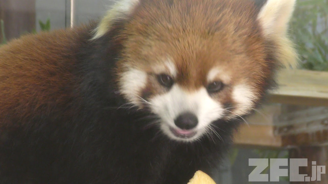 レッサーパンダの『みたらし』と『マロン』 (高知県立のいち動物公園