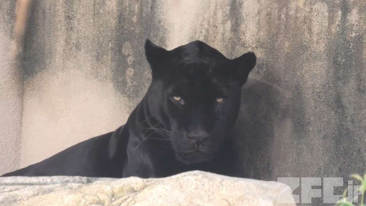 ジャガー の アトス 神戸市立 王子動物園 年8月4日 Zfc Jp
