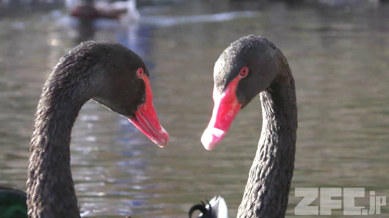 コクチョウ | 動物図鑑 | ZFC.jp
