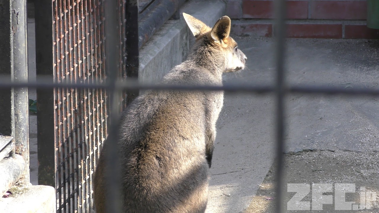 オグロワラビーのナツゴロウくん 野毛山動物園 17年12月16日 Zfc Jp