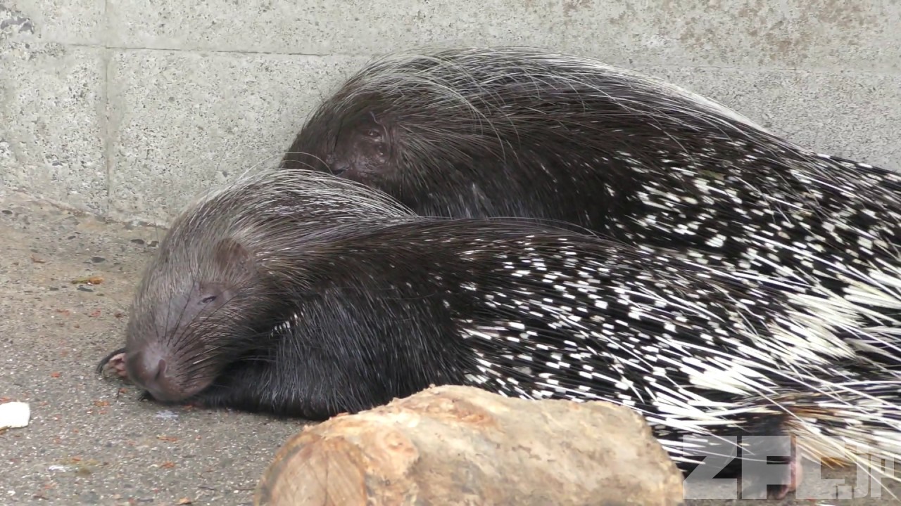 アフリカタテガミヤマアラシ 甲府市遊亀公園付属動物園 18年9月23日 Zfc Jp