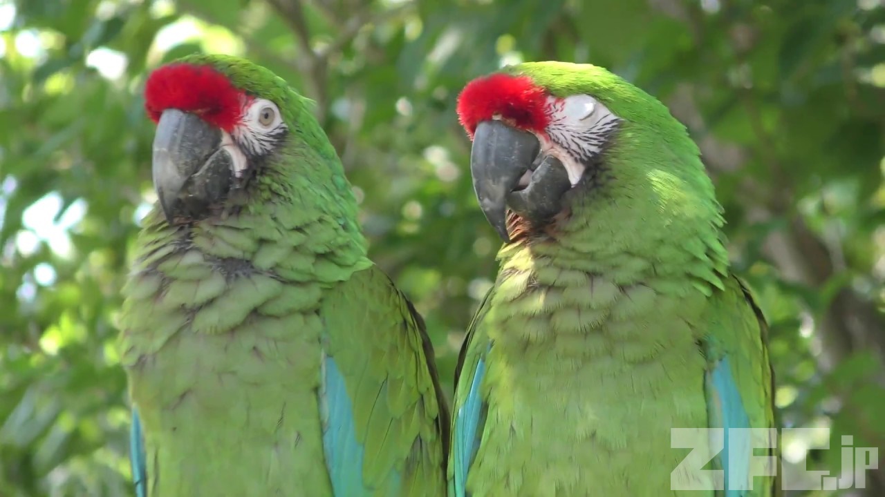 ミドリコンゴウインコ | 動物図鑑 | ZFC.jp