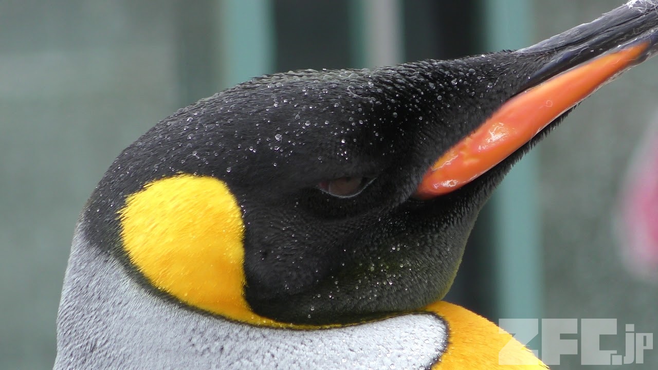 雨の日のキングペンギン (東武動物公園) 2017年10月15日 | ZFC.jp