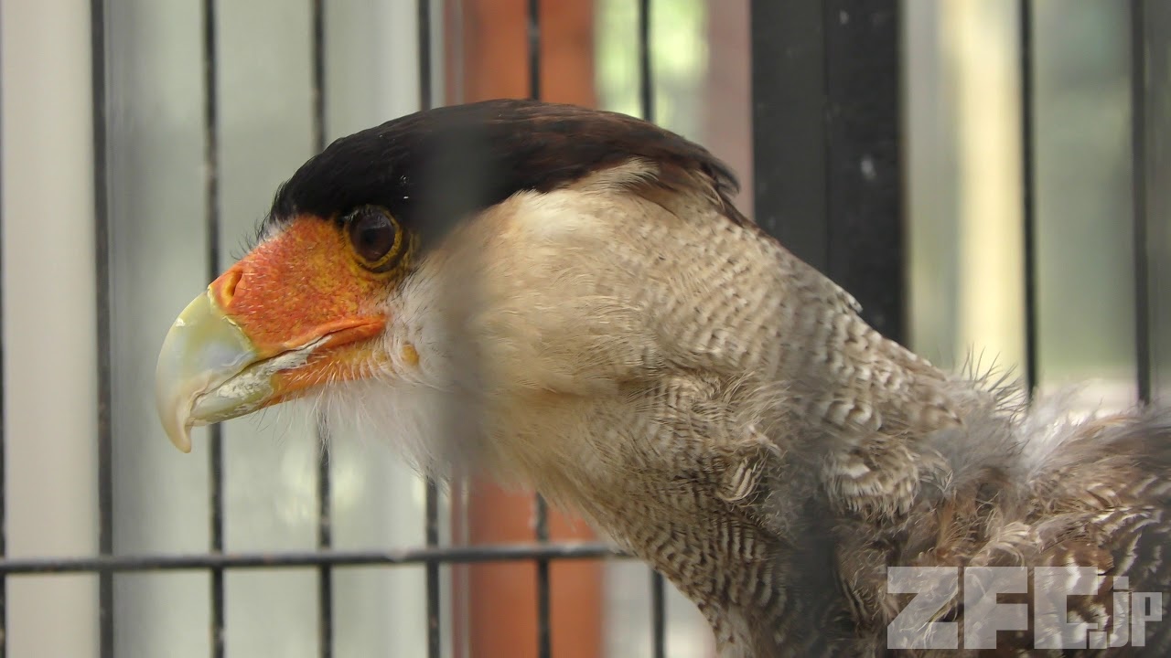 カンムリカラカラ | 動物図鑑 | ZFC.jp