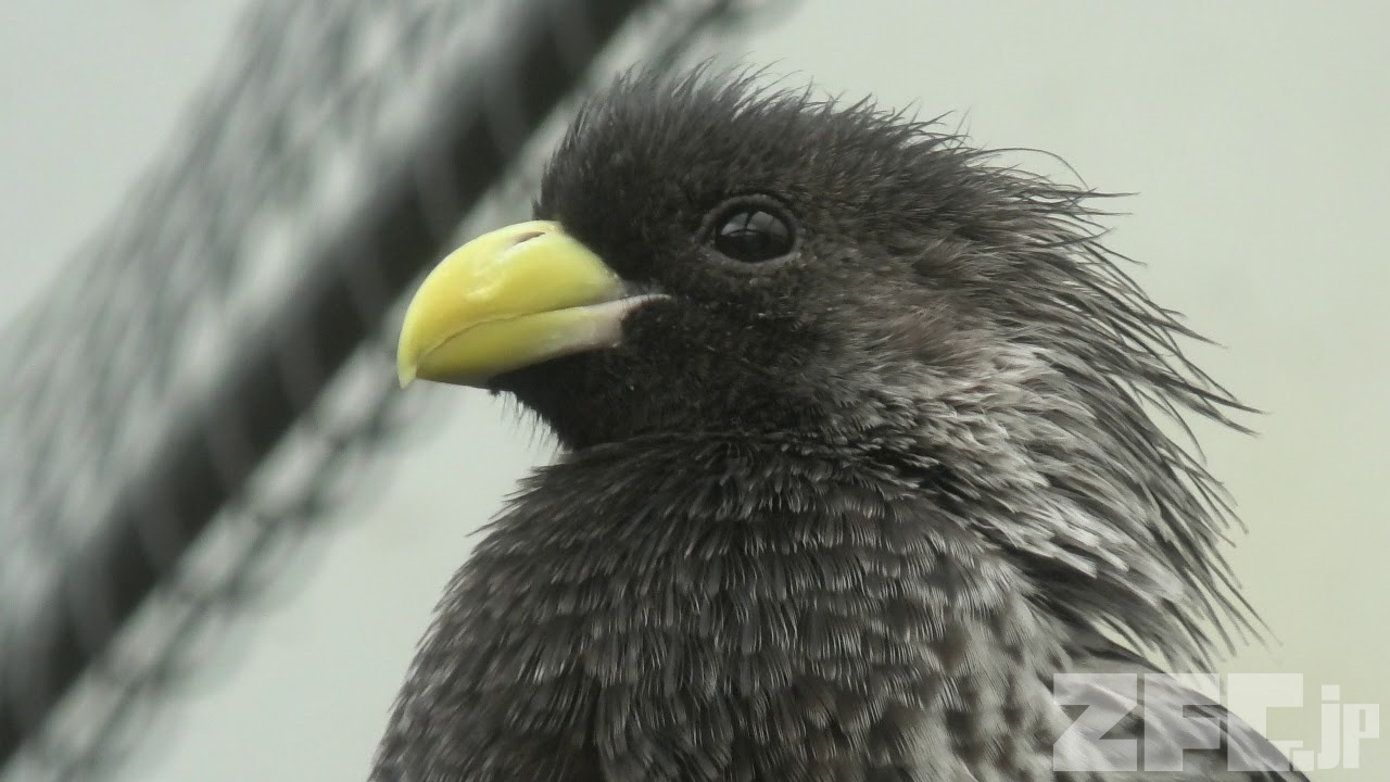 ハイイロエボシドリ | 動物図鑑 | ZFC.jp