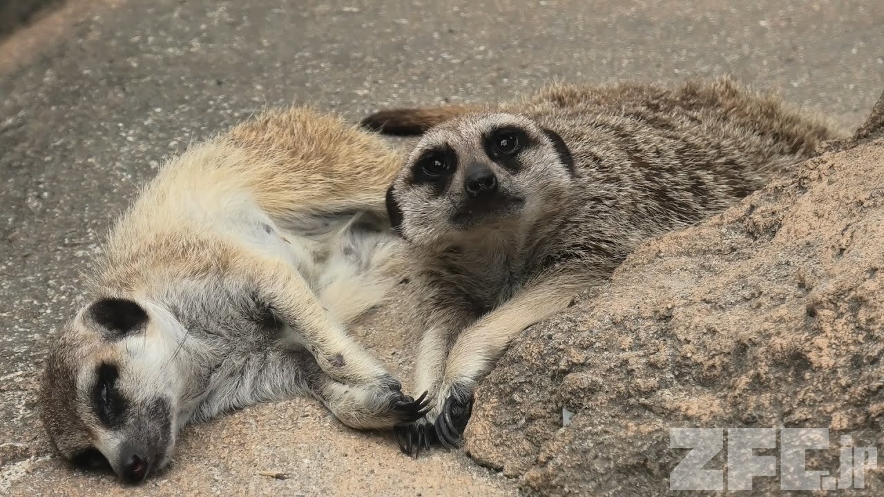 ミーアキャット (東武動物公園) 2020年9月18日 | ZFC.jp