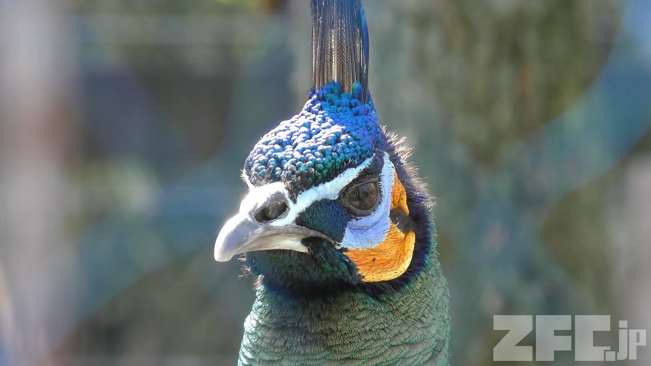 2面孔雀 マクジャク | 動物図鑑 | ZFC.jp