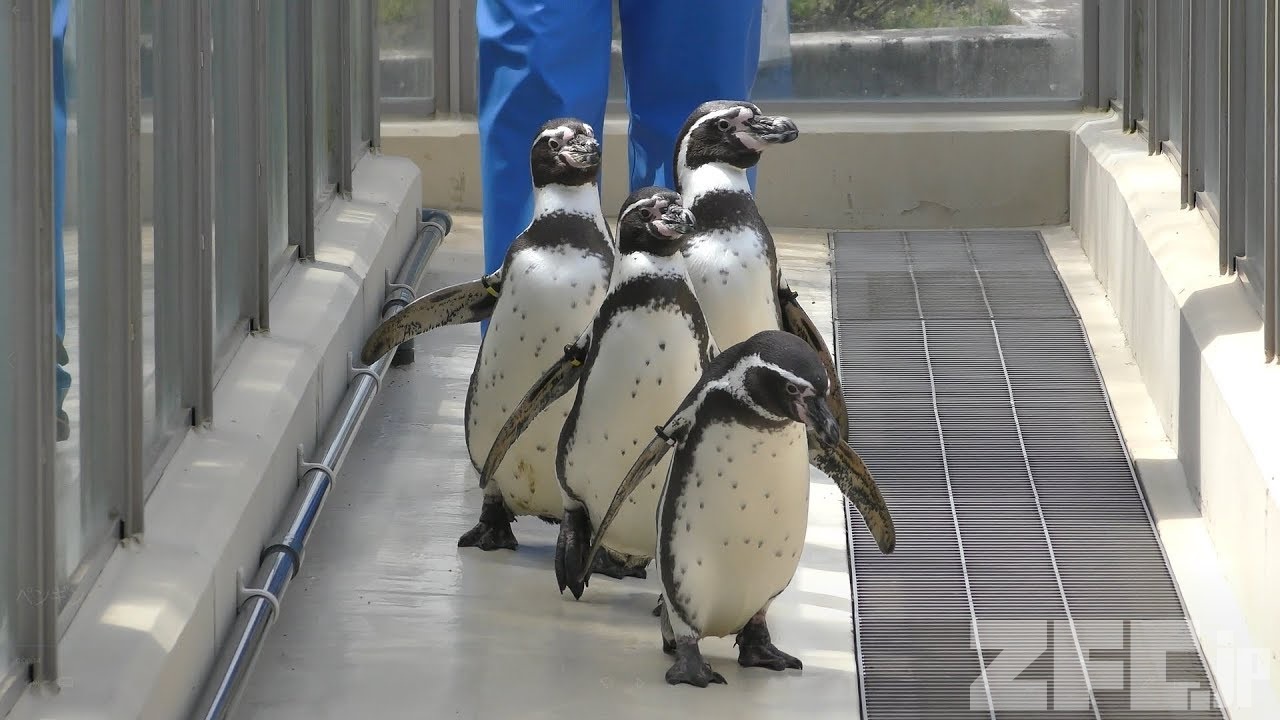 ペンギン解説 (新潟市水族館 マリンピア日本海) 2019年4月8日 | ZFC.jp