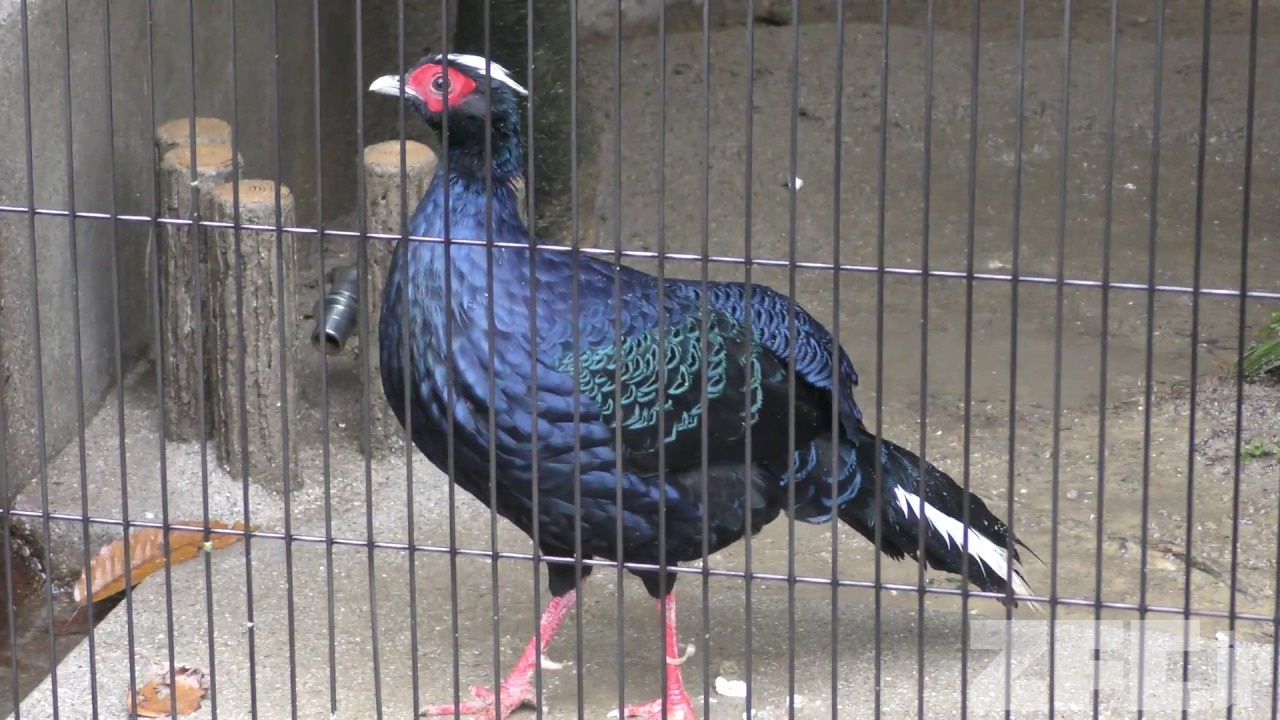 コサンケイ (東山動植物園) 2017年11月18日 ZFC.jp