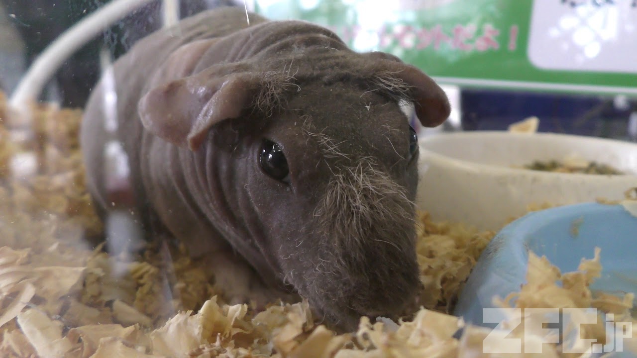 スキニーギニアピッグ | 動物図鑑 | ZFC.jp