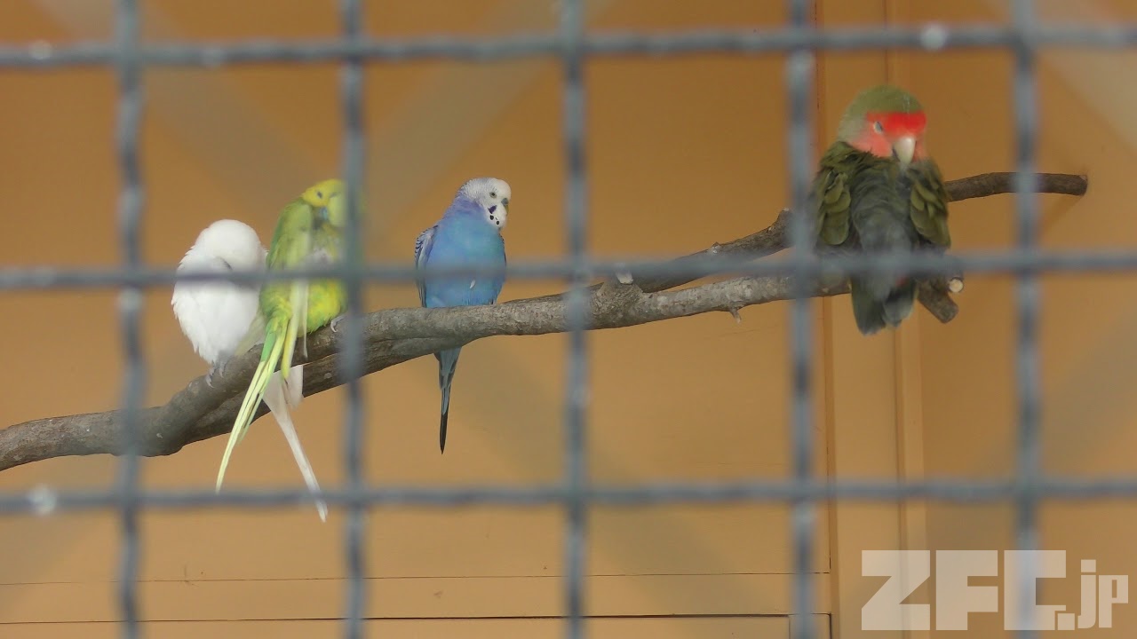 セキセイインコ と コザクラインコ (悠久山小動物園) 2019年4月6日