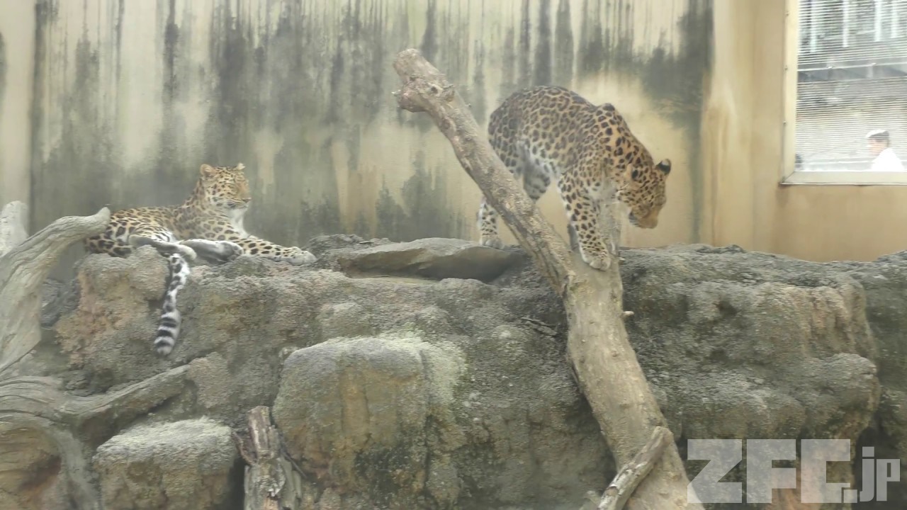 アムールヒョウ の『ポン』と『セイラ』 (王子動物園) 2018年9月16日