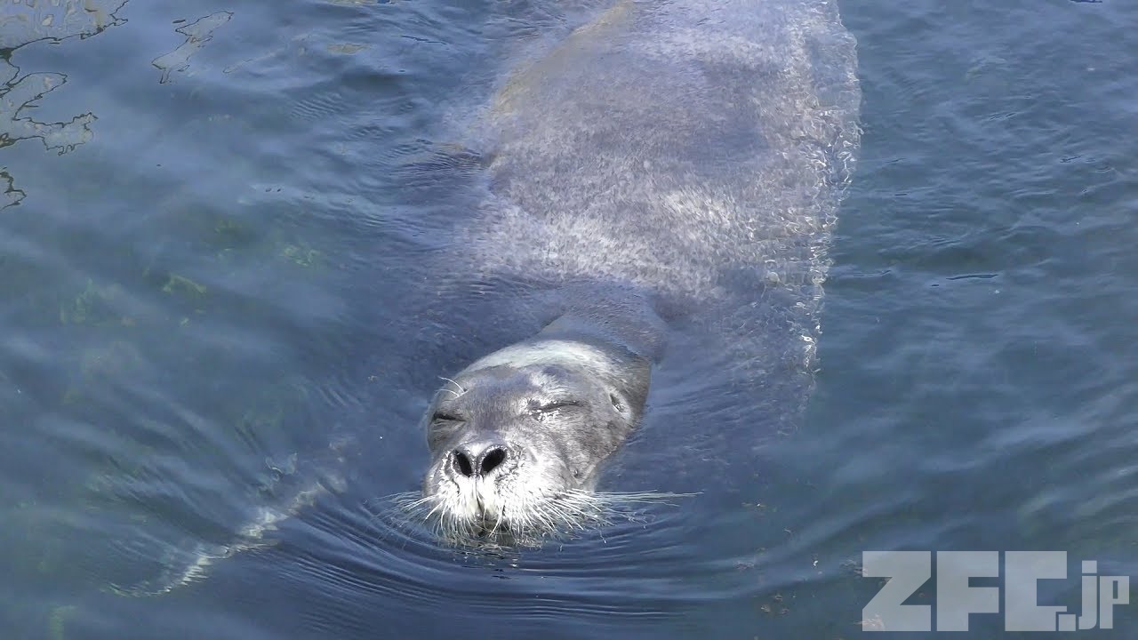 アゴヒゲアザラシ 動物図鑑 ZFC.jp