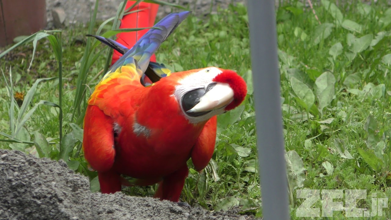 アカコンゴウインコ 動物図鑑 Zfc Jp