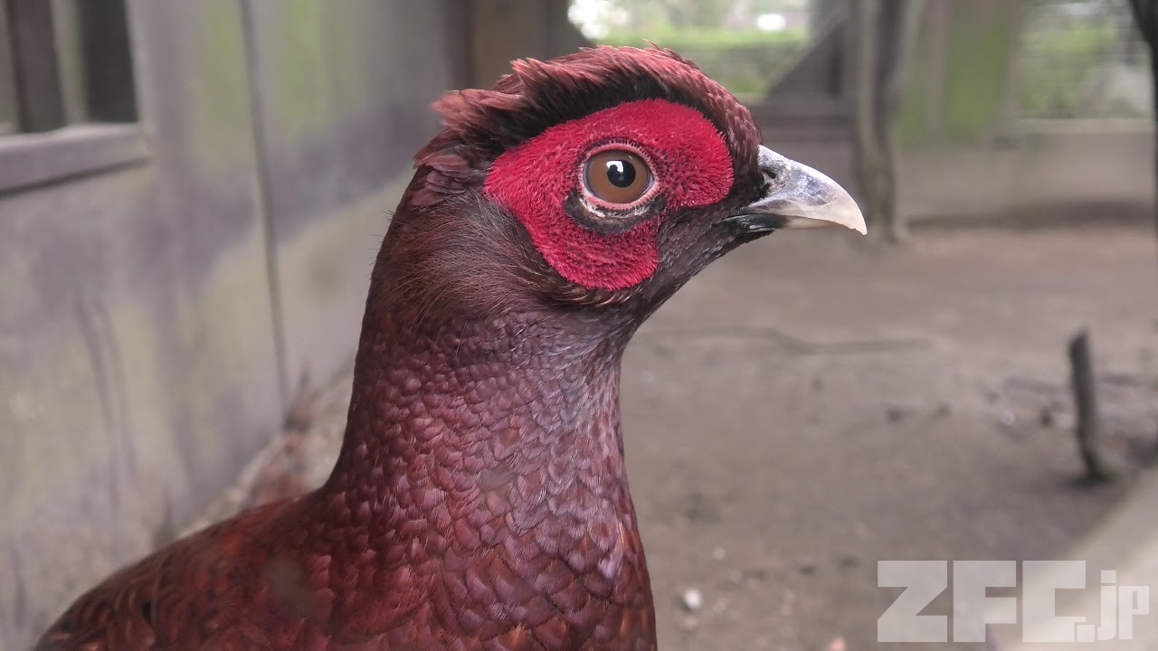 ヤマドリ | 動物図鑑 | ZFC.jp