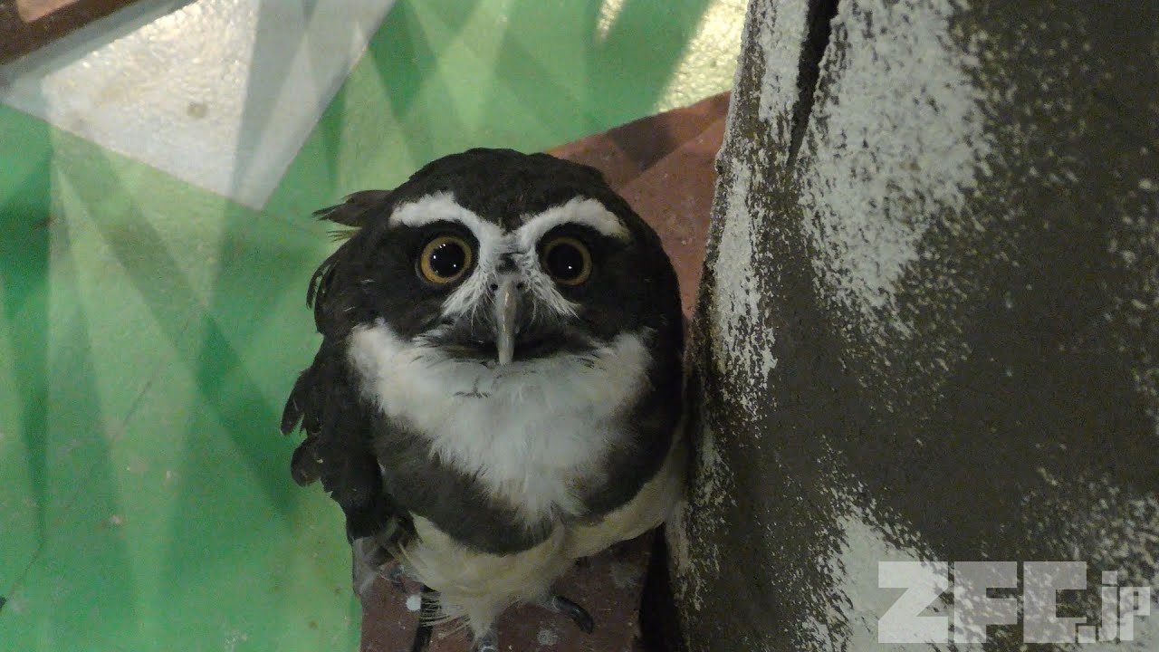 ふくろうの森 (ひらかたパーク・どうぶつハグハグたうん) 2019年11月3