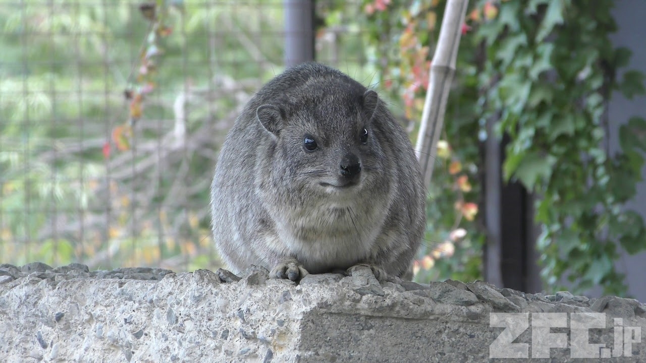 ケープハイラックス | 動物図鑑 | ZFC.jp