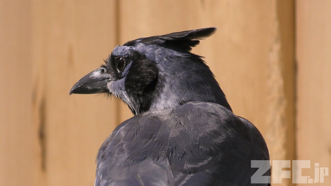 コリーカンムリサンジャク 動物図鑑 Zfc Jp