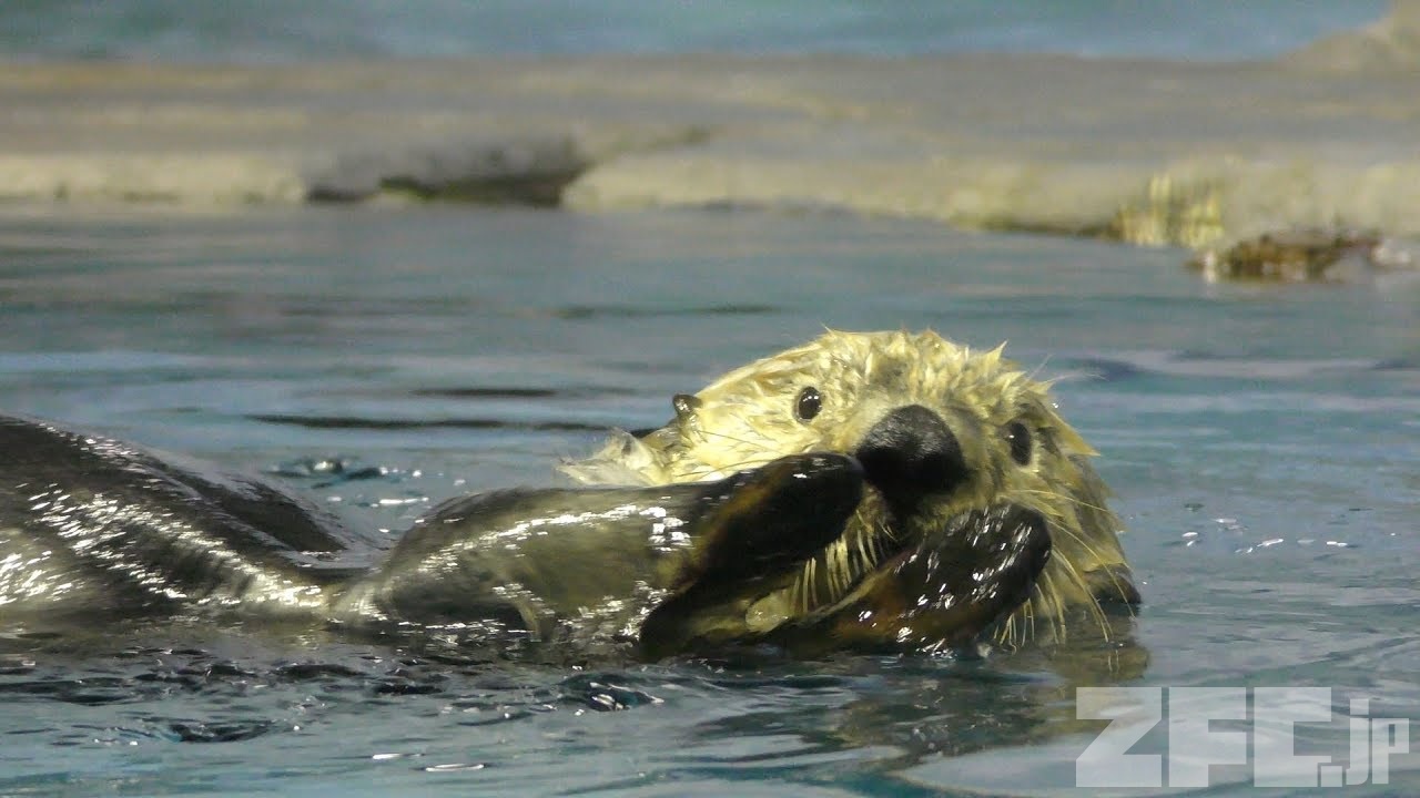 ラッコ ラッコ | 動物図鑑 | ZFC.jp