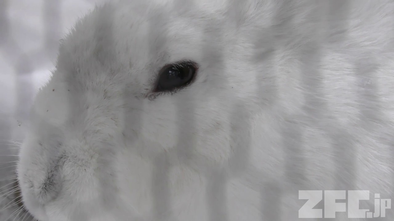 3823 外国切手 イエメンアラブ共和国 1966年 動物 鳥 ウサギ 馬 3種 Yahoo!オークション -アフリカ(切手、はがき)の落札相場・落札価格