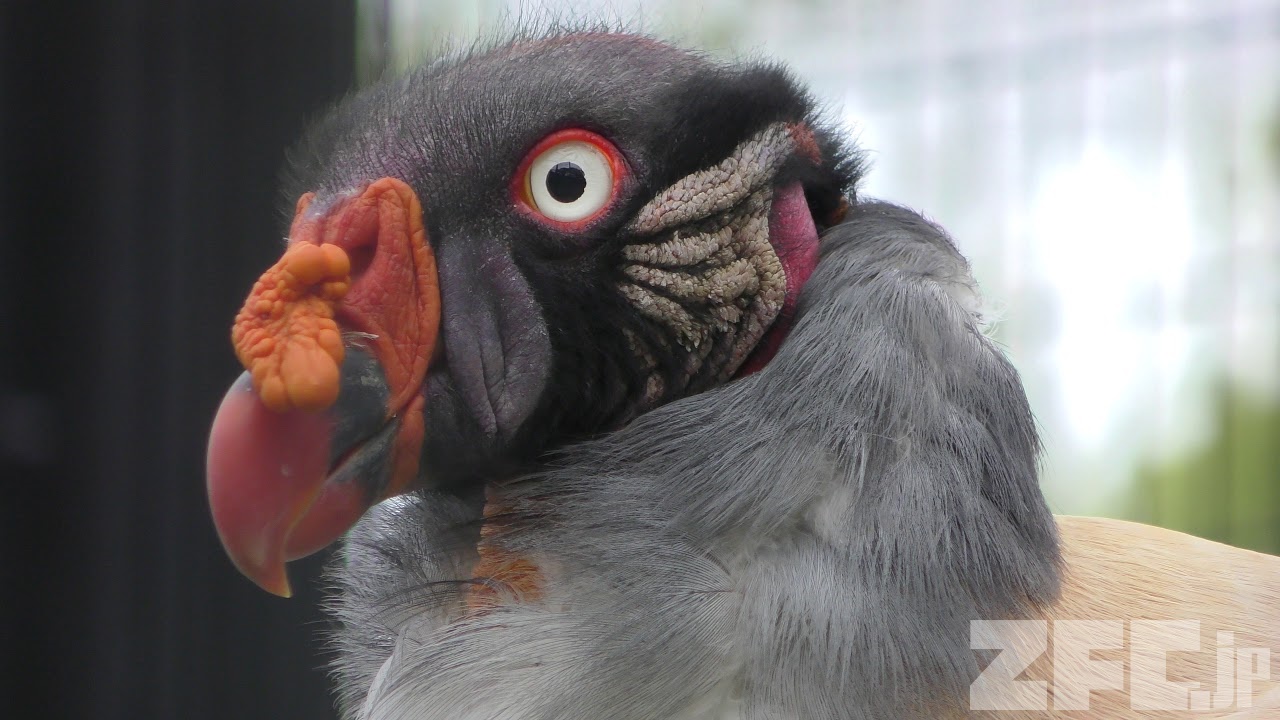 トキイロコンドル の サラ 鹿児島市 平川動物公園 19年4月17日 Zfc Jp