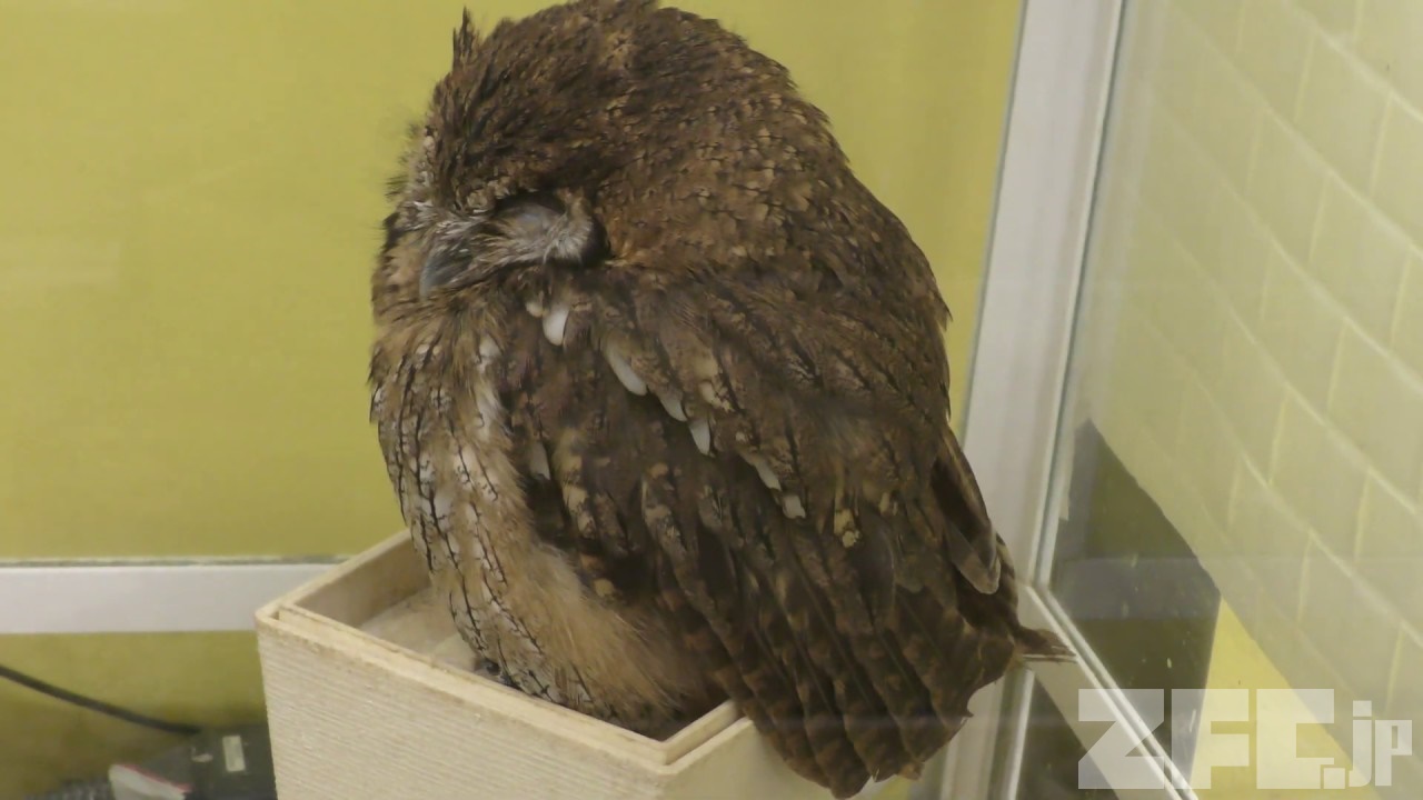 コノハズクページ Oriental_Scops_Owl.jpg