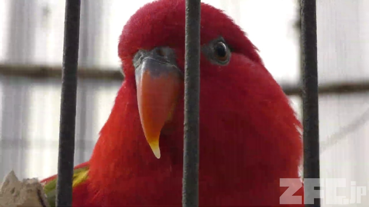 ショウジョウインコ | 動物図鑑 | ZFC.jp