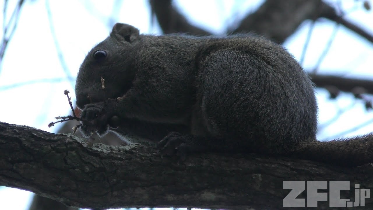 野生のリス 金沢動物園 17年11月26日 Zfc Jp