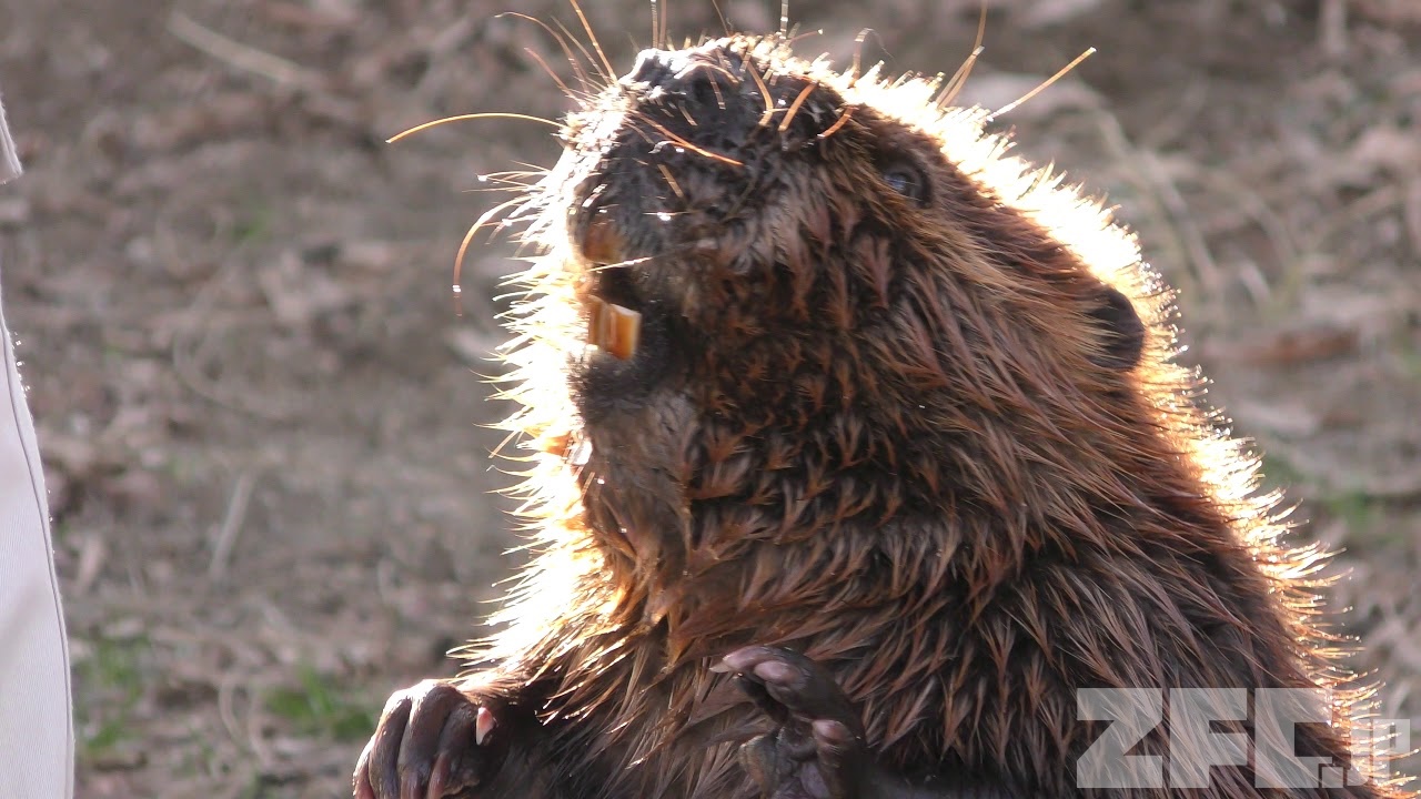 アメリカビーバー 解説 ビーバーの巣直し見れるかな 飯田市立動物園 19年1月19日 Zfc Jp