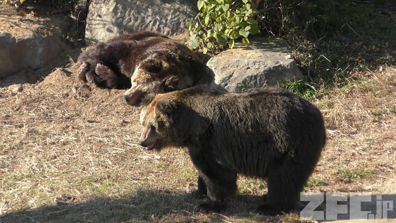 ヒグマ (アドベンチャーワールド) 2018年12月25日 | ZFC.jp