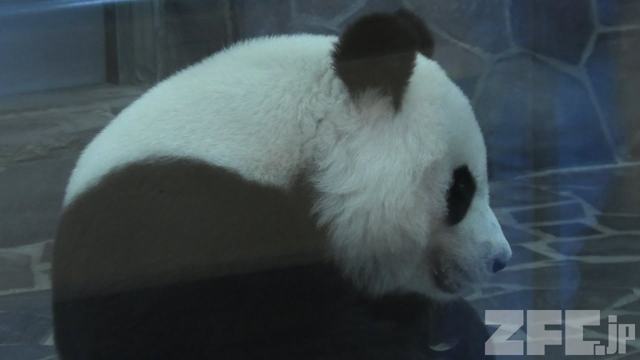 ジャイアントパンダ の『タンタン』 (神戸市立王子動物園) 2020年9月28日 | ZFC.jp